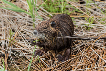 Nutria