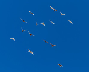 A flock of pigeons on a blue sky