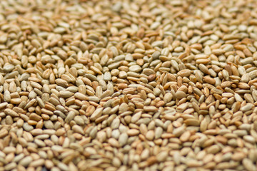 Seeds of peeled sunflowers