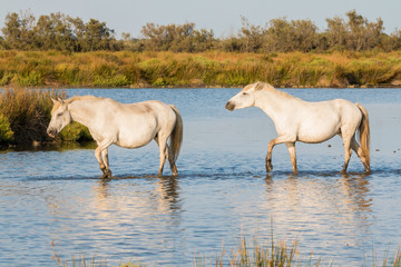Obraz premium weiße Pferde in der Camargue