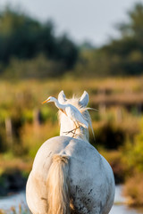 Kuhreiher steht auf weißem Camargue Pferd