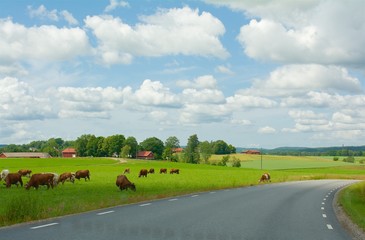 Fototapeta premium Landscape in Sweden
