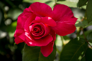 Revealed bud of red tea rose