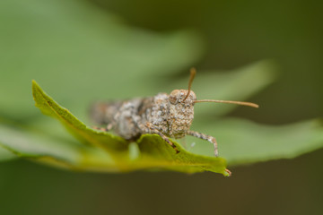 Grashüpfermakro