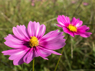 Fototapeta premium コスモス