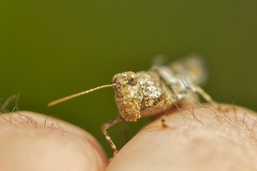 Grashüpfermakro