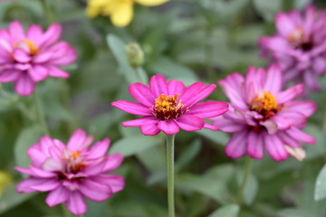 Obraz premium ヒャクニチソウ