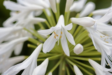 Obraz premium アガパンサス