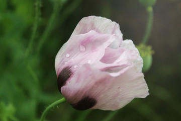 Combine harvester harvest ripe wheat on a farm