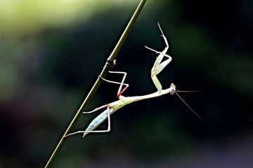 Indische Riesengottesanbeterin (Hierodula membranacea)