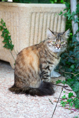 Chat