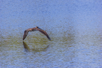 Pelican on Lake