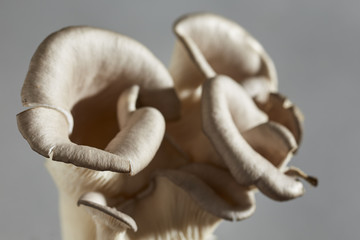 raw, Gray Oyster Mushrooms grown by Primordia Farm in Pennsylvania, USA