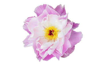White and pink peony with red center and yellow stamens, on white isolated background - 166819441