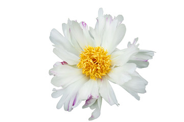 White peony flower with pink spots on petals, with a large yellow middle, on a white isolated background