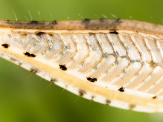 The grasshopper's paw on the nature