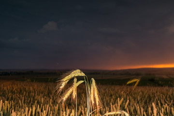 Wheat field in the sunset with a thunderstorm