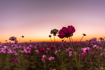 夕暮れのコスモス