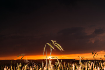 Wheat field in the sunset with a thunderstorm