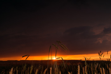 Wheat field in the sunset with a thunderstorm