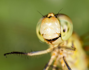 Big eyes on the head of a dragonfly