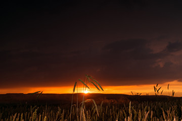 Wheat field in the sunset with a thunderstorm