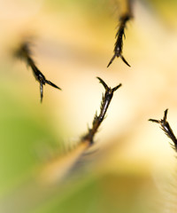 Spikes on the clutches of a dragonfly