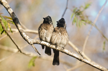 Fototapeta premium Red-vented Bulbul Pair