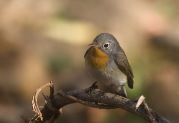 Red-breasted Flycatcher