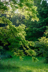abstract summer forest