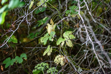 abstract summer forest