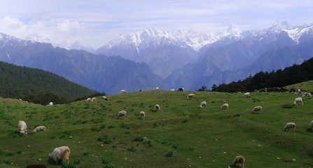 Fototapeta premium Sheep grazing in the meadow in Himalayas