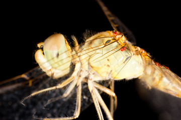 Big eyes on the head of a dragonfly