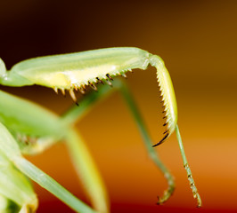 The paw of a green mantis in nature