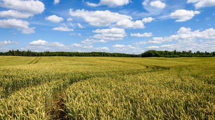 Summer Landscape with Wheat Field and Clouds