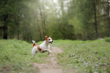 Dog running through the woods
