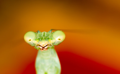 Portrait of a green mantis in nature
