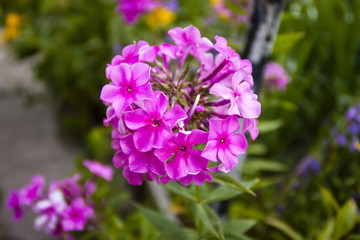 Pink flowers
