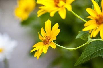 yellow chamomille