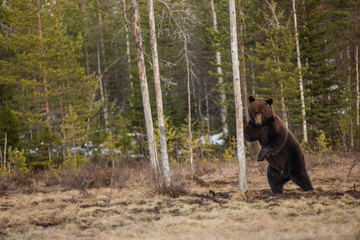 Orso Bruno Ursus Arctos