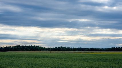Summer Landscape with Wheat Field and electric poles with wires