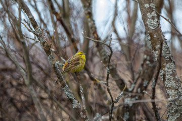 Uccello giallo Finlandia