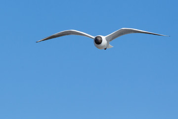 Gabbiano vola nel cielo azzurro