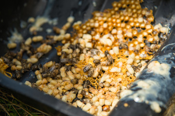 Dead not born drones damaged by mites