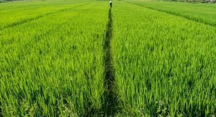 Vietnamese rice field