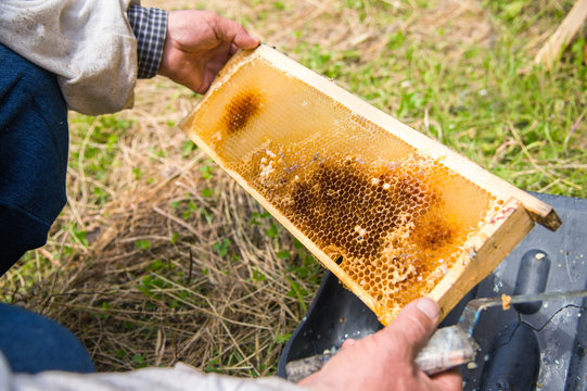 The beekeeper cuts the bad honeycomb