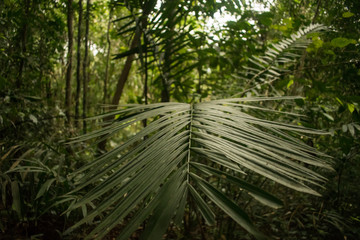 Naklejka premium Jungle