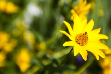 Yellow flower