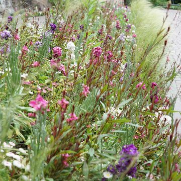 Buntes Blumenbeet mit verschieden-farbigem Bl&uuml;ten - Wildgarten 