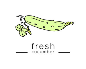 Fresh cucumber with a leaf. Linear vector illustration.